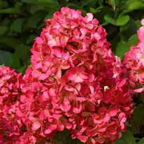 Floarea hortensiei Hydrangea paniculata Wim's Red, după schimbarea culorii, spre sfârșitul verii. 