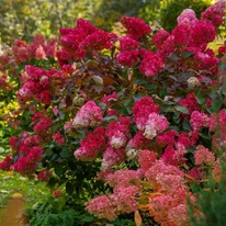 Florile hortensiei Wim's Red după schimbarea culorii. 