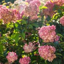 Hydrangea paniculata Petite Cherry K3 - Hortensie paniculată pitică