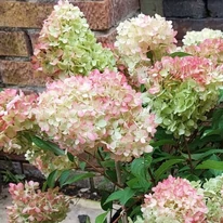 Aspectul hortensiei paniculate pitice Hydrangea paniculata Petite Flori.