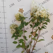 Înflorirea hortensiei paniculata Phantom în iulie.