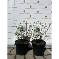 Hortensie Pink Diamond la sfârșitul lunii martie în pepiniera noastră. 