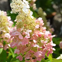 Hydrangea paniculata Pink Lady CS9 - Hortensie paniculată