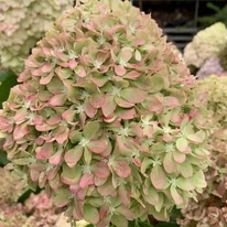Hydrangea paniculata Pixio CS9 - Hortensie paniculată