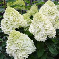 Hydrangea paniculata Polar Bear CS9 - Hortensie paniculată