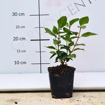 Starea hortensiilor Sundae Fraise în ghivece mici, în grădina noastră.