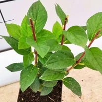 Hortensie mică și viguroasă Sundae Fraise la sfârșitul lunii septembrie, în pepiniera noastră.