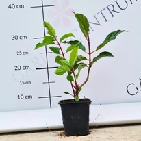 Tufe de hortensie Vanille Fraise viguroase, cu rădăcini bine dezvoltate, în ghivece mici de 9 cm.