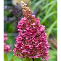 Aspectul inflorescențelor hortensiei Hydrangea paniculata Wim's Red.