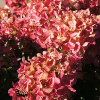 Inflorescențele hortensiei Hydrangea paniculata Wim's Red capătă nuanțe de roz și roșu intens.