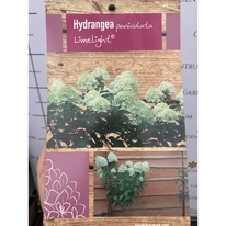 Eticheta hortensiei Limelight tip pomișor.