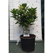 Hydrangea paniculata Switch Ophelia MT30 -  Hortensie tip pomișor