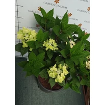 Hydrangea paniculata Switch Ophelia MT30 -  Hortensie tip pomișor