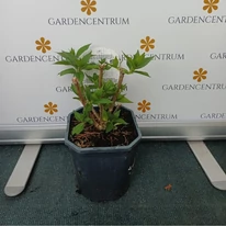 Hortensie Kyushu sănătoasă, tunsă în pepiniera noastră, în luna august. 