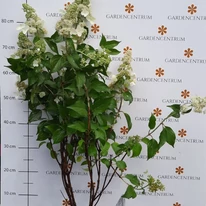 Hydrangea paniculata Kyushu în pepiniera noastră în luna iulie. 