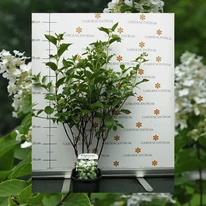Hortensia Kyushu într-un ghiveci K2, în pepiniera noastră, la sfârșitul lunii mai. 