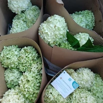 Hydrangea paniculata Limelight K4 - Hortensie paniculata