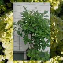 Hydrangea paniculata Limelight K4 - Hortensie paniculata