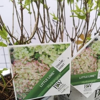 Eticheta hortensiei Little Lime, în pepiniera noastră. 