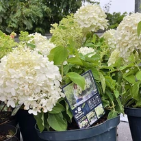 Hortensia paniculata Little Spooky într-un ghiveci de 5 litri. 
