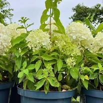 Hortensia Little Spooky în pepiniera noastră. 