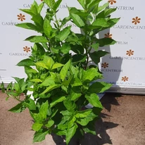 Hortensie paniculata Little spooky, în pepiniera noastră, în luna iulie. 