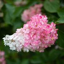 Culoarea inflorecenței spre sfârșitul înfloririi la hortensia Magical Candle. 
