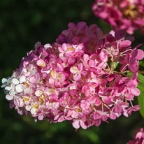 Florile hortensiei Magical Candle se trandformă în roz toamna. 