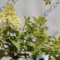 Hortensia Magical Matterhorn în pepiniera noastră, în luna iulie. 