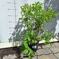 Hortensie Phantom în luna august în pepiniera noastră. 