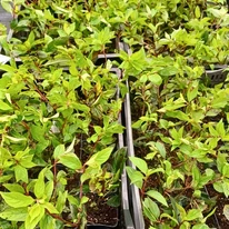 Tufe de hortensie Vanille Fraise în ghivece de 9 cm, la începutul lunii octombrie. 