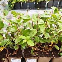 Plante de hortensie Sundae Fraise în ghivece de 9 cm, disponibile la începutul lunii octombrie.