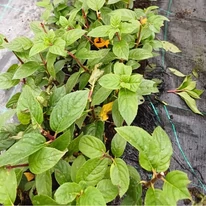 Hortensiile Sundae Fraise au un frunziș sănătos și un sistem radicular bine dezvoltat.