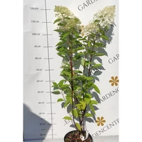 Hortensie Phantom într-un ghiveci de 5 litri în pepiniera noastră.