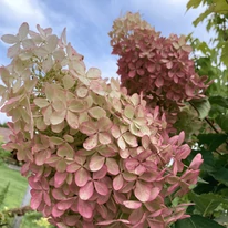 Florile bicolore a hortensiei Phantom. 