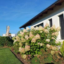 Hydrangea paniculata Phantom de 5 ani, plantat într-un strat. 