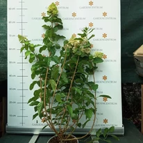 Hortensie paniculata Polar Bear în timpul înfloririi, în pepiniera noastră. 