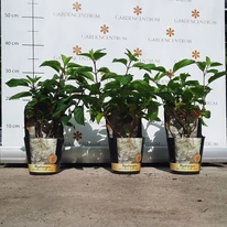 Hydrangea paniculata Silver Dollar în pepiniera noastră în luna septembrie. 