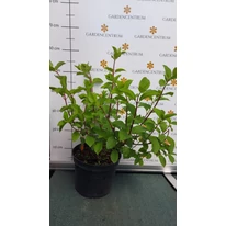 Hydrangea paniculata Silver dollar la sfârșitul lunii mai. 