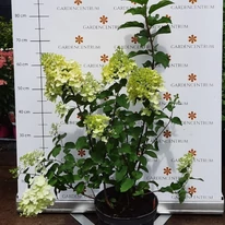 Hydrangea paniculata Silver dollar la ghiveci, în pepiniera noastră, în luna iulie. 