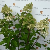 Hortensie Silver dollar la începutul înfloririi, la sfârșitul lunii iunie. 
