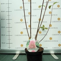 Hortensie paniculata Sundae Fraise sănătoasă cu rădăcini puternice, tunsă, în pepiniera noastră în luna august. 