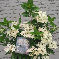 Hortensia Switch Ophelia în timpul înflorirrii în luna iunie în pepiniera noastră. 