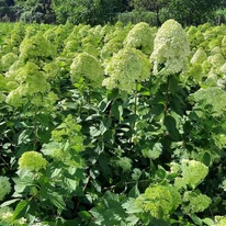 Hortensii Limelight înflorite. 