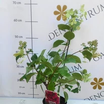 Hortensia Wim's Red în pepiniera noastră vara. 