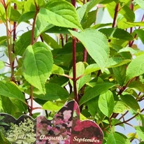 Hortensia Wim's Red decorează cu lăstari roșiatici. 