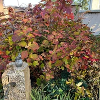 Hortensia cu frunze de stejar toamna. 