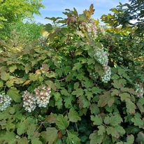 Înflorirea hortensiei cu frunze de stejar în luna august.