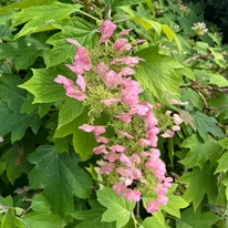 Hydrangea quercifolia decorează cu florile și cu frunzișul său. 