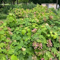 Grup de arbuști Hydrangea quercifolia.